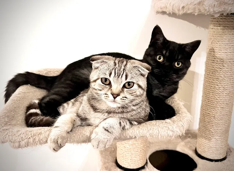 Spirit Animal - Katzensitting & Katzenbetreuung — Katzenpension, Dietwil, Aargau. Foto 2