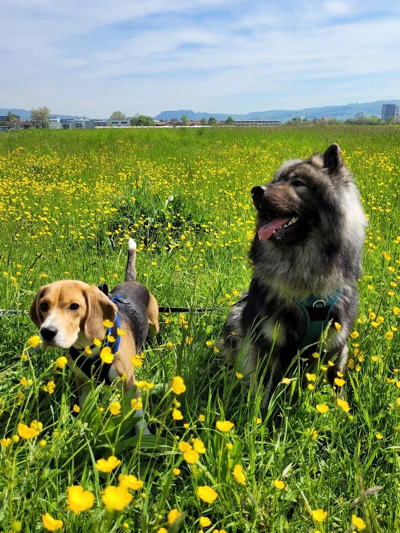 Spirit Animal - Katzensitting & Katzenbetreuung — Katzenpension, Dietwil, Aargau. Foto 3