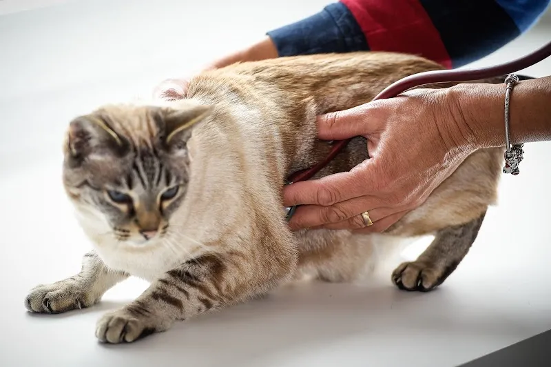 Tierarztpraxis Ritzberger — Veterinarian, Reichenburg, Schwyz. Foto 2