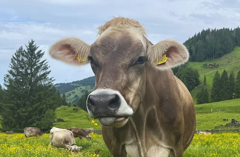 Tierklinik Nesslau Grosstiere GmbH — Tierarzt in Nesslau, Glarus. Bewertung 3.7/5.