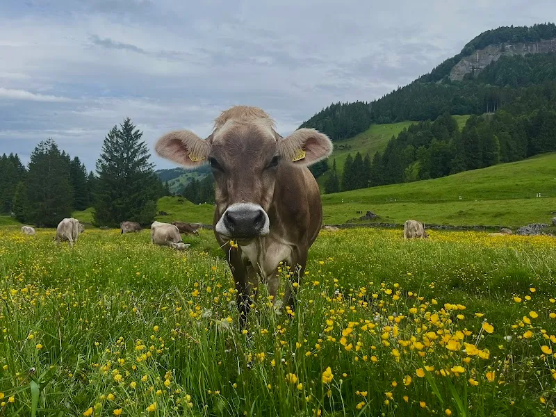 Tierklinik Nesslau Grosstiere GmbH — Vétérinaire, Nesslau, Glaris. Foto 2
