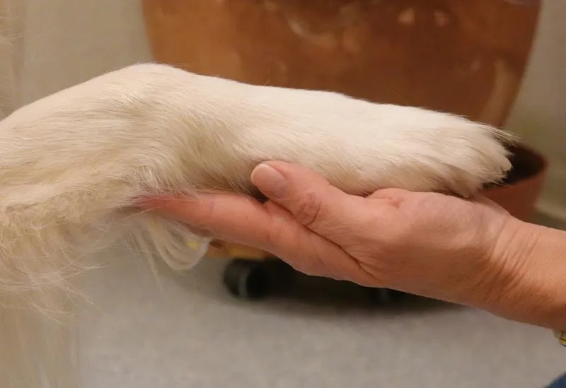 aniVETica AG — Tierarzt in Näfels, Glarus. Bewertung 5.0/5.