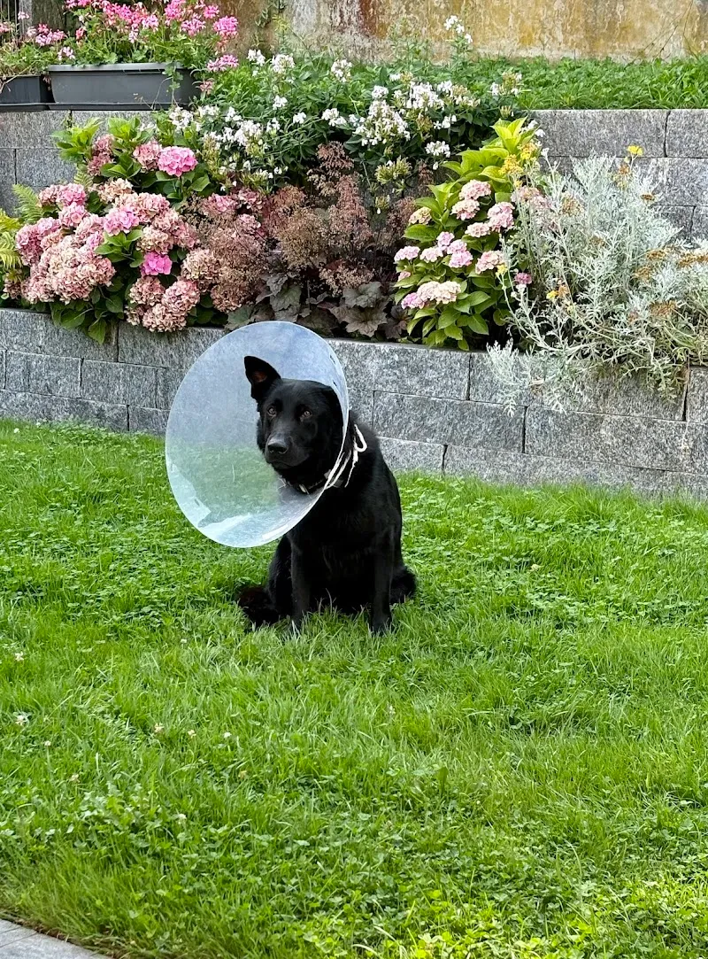 Clinica Alpina — Tierarzt, Celerina/Schlarigna, Graubünden. Foto 3