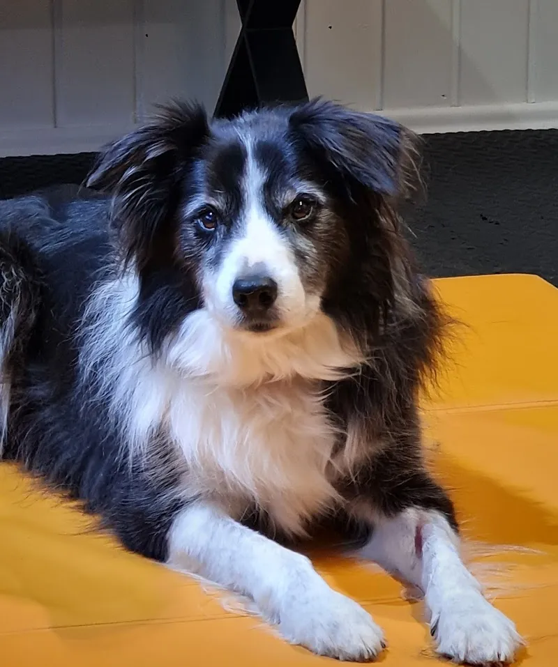 Clinica Alpina Tiermedizinisches Zentrum — Tierarzt, Scuol, Graubünden. Foto 2