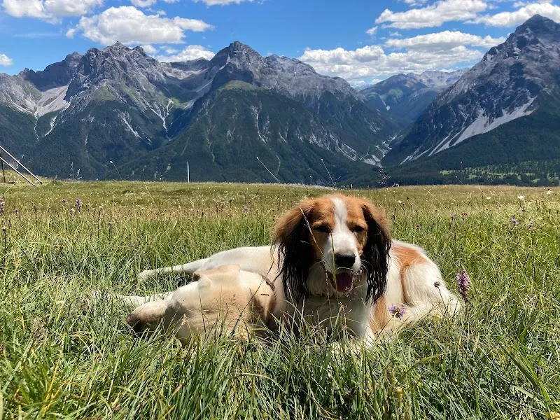 Clinica Alpina Tiermedizinisches Zentrum — Tierarzt, Scuol, Graubünden. Foto 3