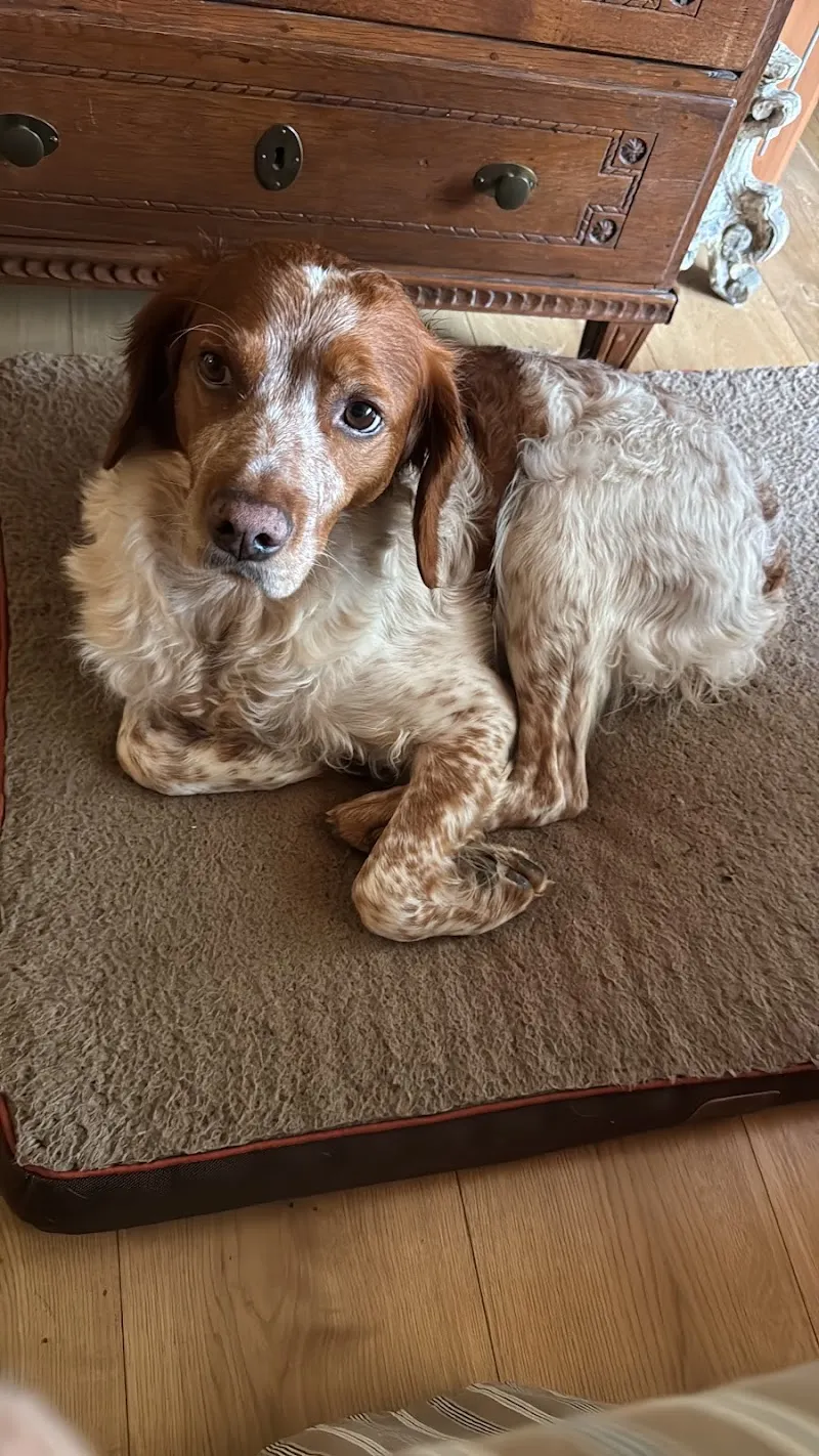 Gross- und Kleintierpraxis Dr. med. vet. Hans Handel — Tierarzt in Pontresina, Graubünden. Bewertung 3.7/5.