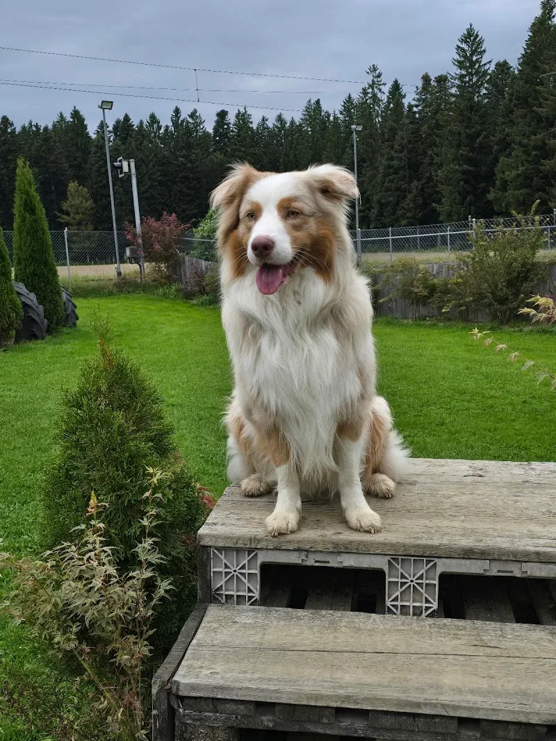 Tier-Ferienhof — Katzenpension, Weier im Emmental, Bern. Foto 2