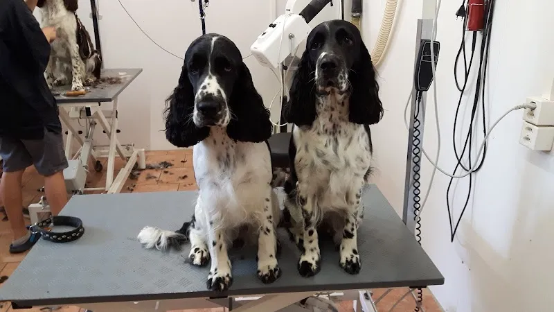 Tier-Ferienhof — Katzenpension, Weier im Emmental, Bern. Foto 3