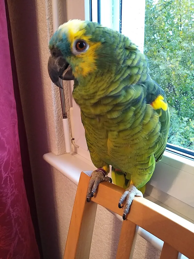 Kleintier- und Vogelpraxis — Tierarzt, Baden, Aargau. Foto 2