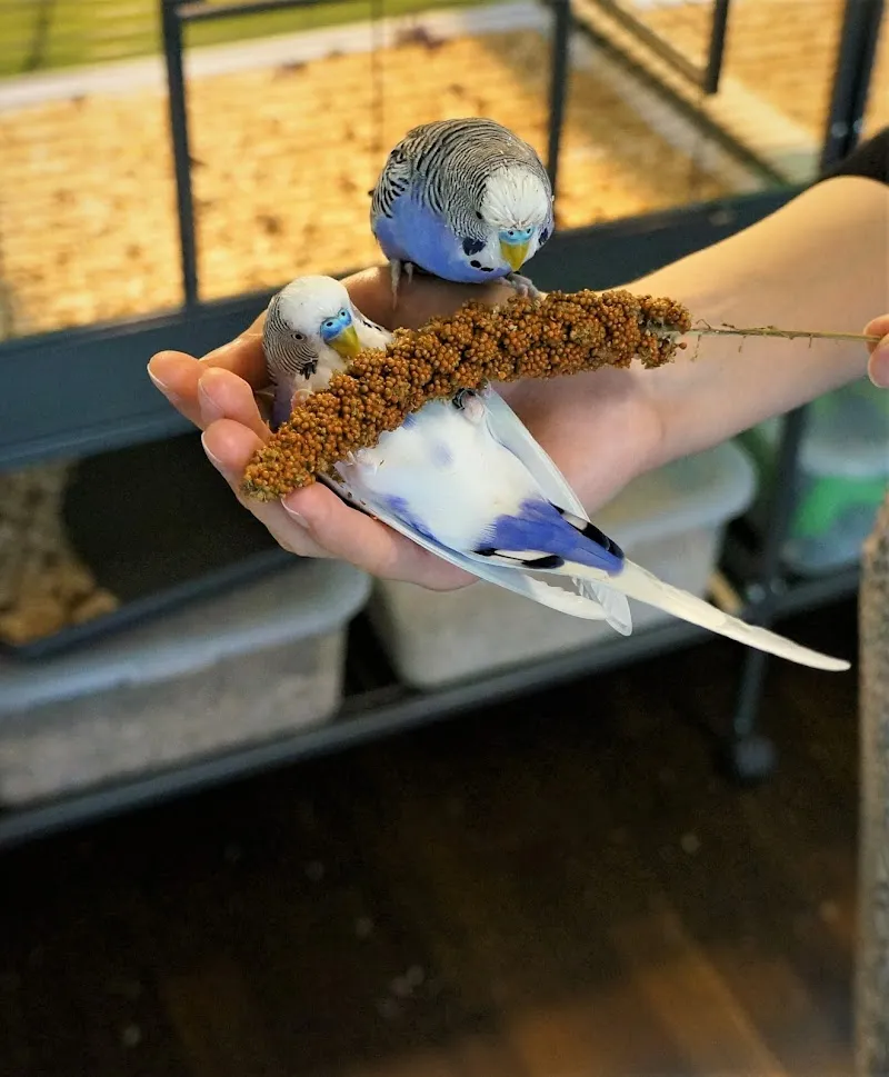 Kleintier- und Vogelpraxis — Tierarzt, Baden, Aargau. Foto 3