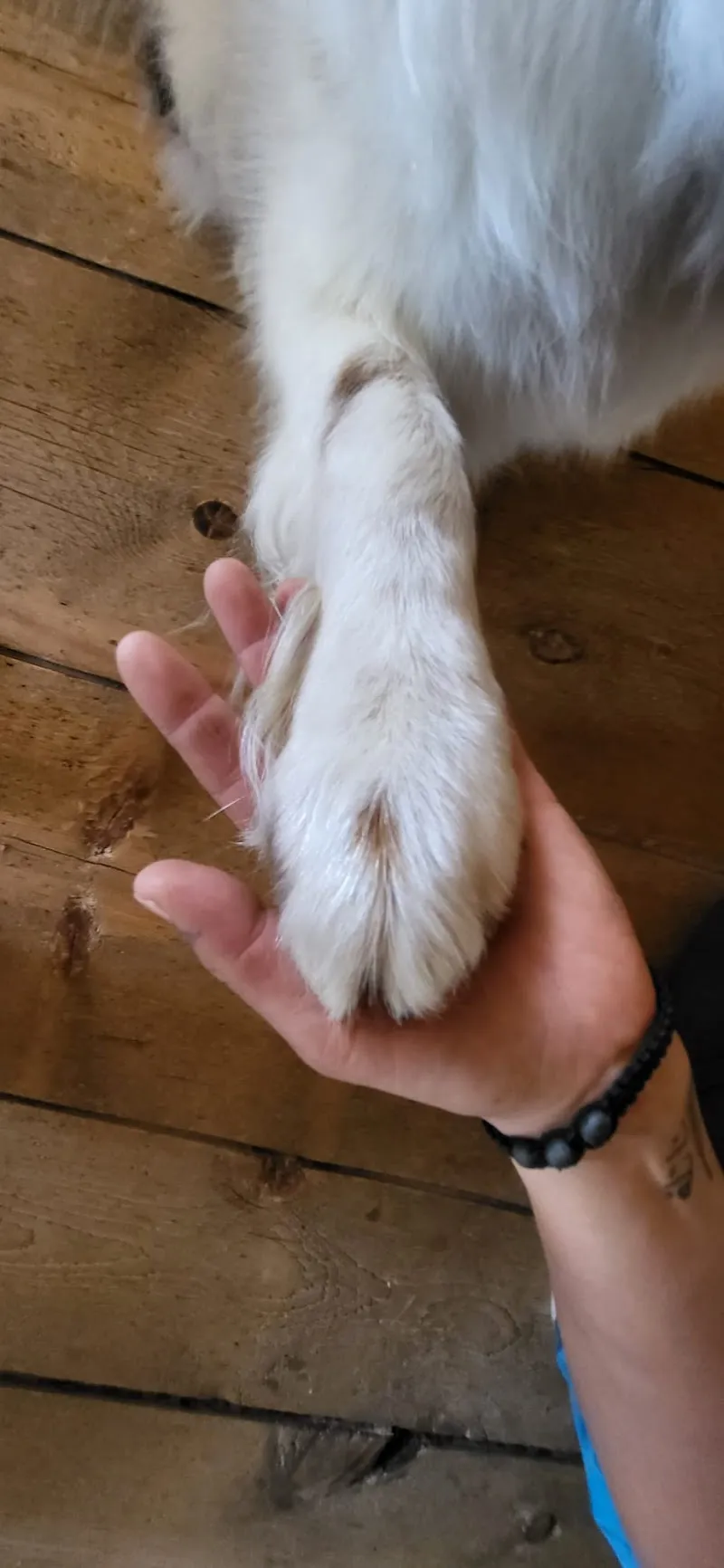 Mobile Kleintierpraxis Rätikon — Tierarzt in Luzein, Graubünden. Bewertung 5.0/5.