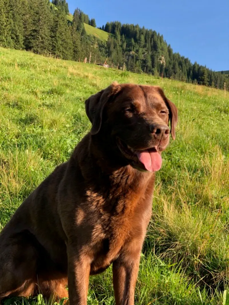 Praxis à Wengen Tierhomöopathie — Tierdienste in Chur, Graubünden. Bewertung 5.0/5.