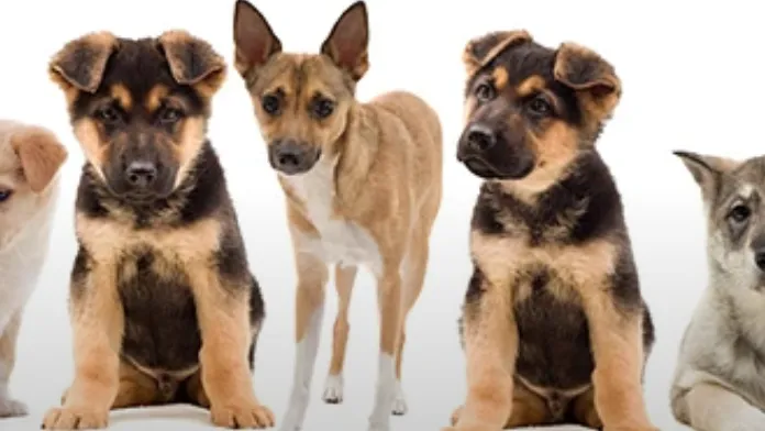 Silvretta Tierärzte AG — Tierarzt in Klosters-Serneus, Graubünden. Bewertung 5.0/5.