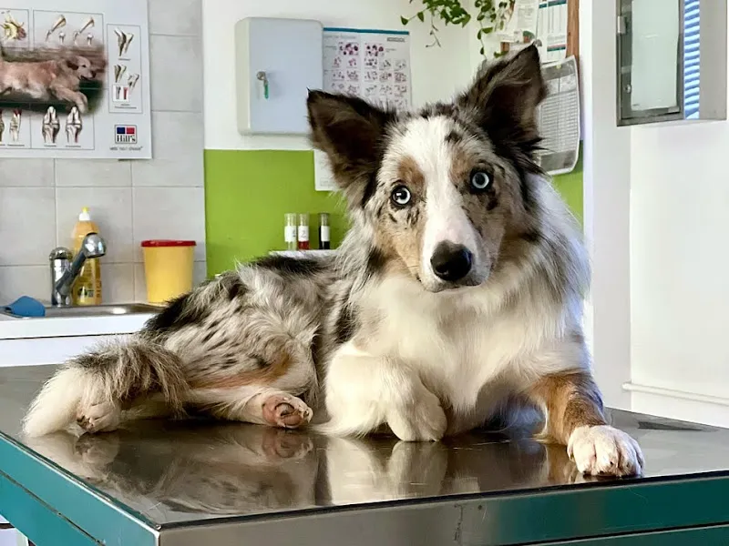 Studio Veterinario Valposchiavo — Tierarzt in Poschiavo, Graubünden. Bewertung 4.8/5.