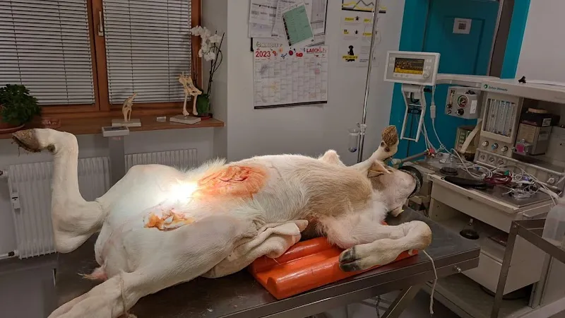 Studio Veterinario Valposchiavo — Vétérinaire, Poschiavo, Grisons. Foto 3