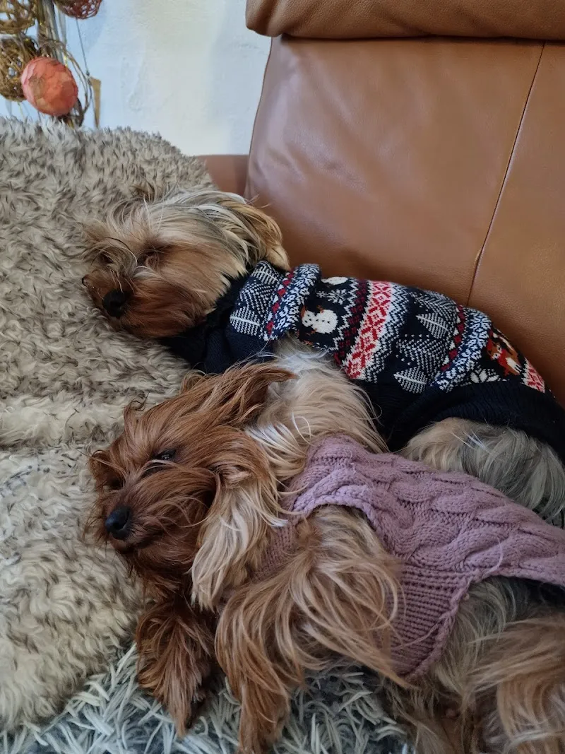 Tierarzt Geret Davos — Tierarzt, Davos Platz, Graubünden. Foto 2