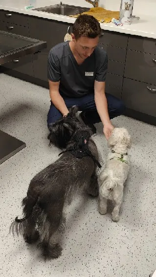 Tierarztpraxis Handke + Frei — Tierarzt in Landquart, Graubünden. Bewertung 4.7/5.