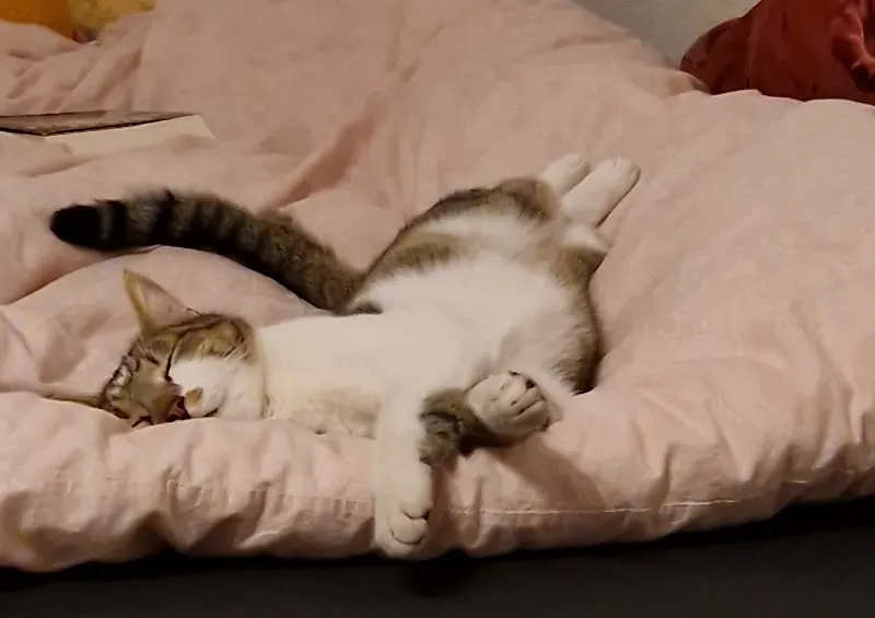 Tierarztpraxis Handke + Frei — Vétérinaire, Landquart, Grisons. Foto 2