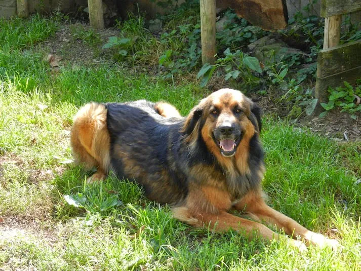 Tierferienheim Chutzenwäldli — Katzenpension in Lyss, Bern. Bewertung 4.5/5.