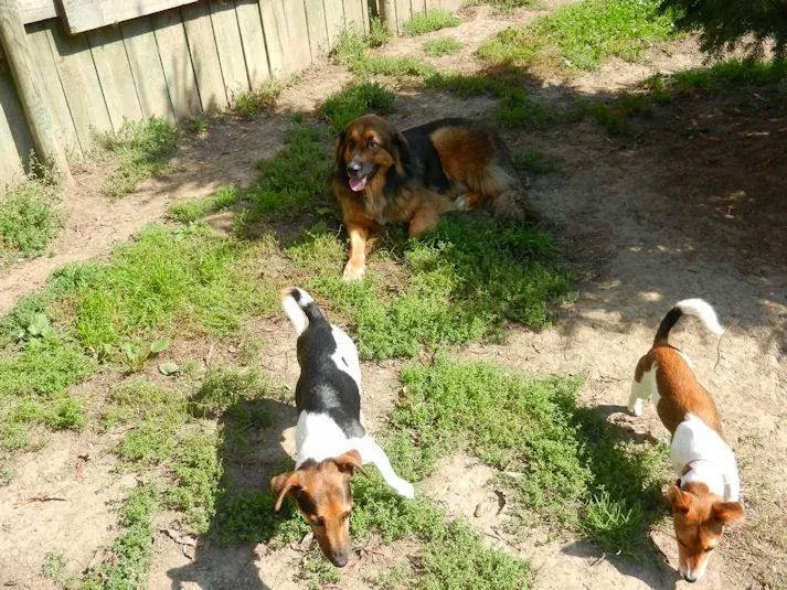 Tierferienheim Chutzenwäldli — Pension pour chats, Lyss, Berne. Foto 2