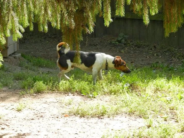 Tierferienheim Chutzenwäldli — Pension pour chats, Lyss, Berne. Foto 3