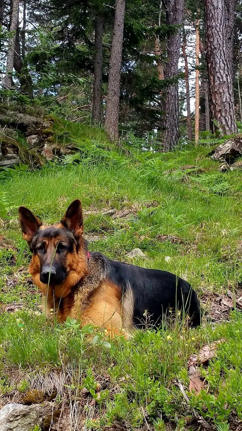 Tierarztpraxis Viamala AG - Notfalldienst 7/24 — Tierarzt in Thusis, Graubünden. Bewertung 4.6/5.