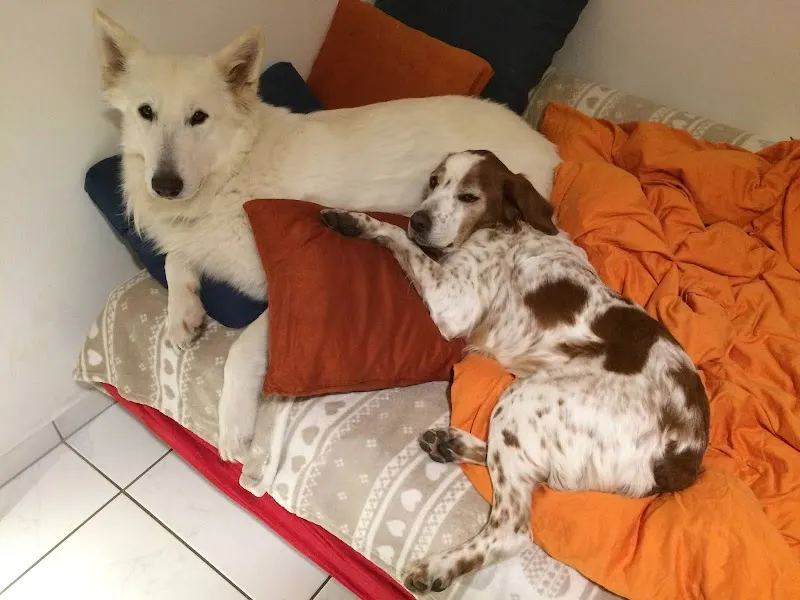 Tierarztpraxis Viamala AG - Notfalldienst 7/24 — Tierarzt, Thusis, Graubünden. Foto 2