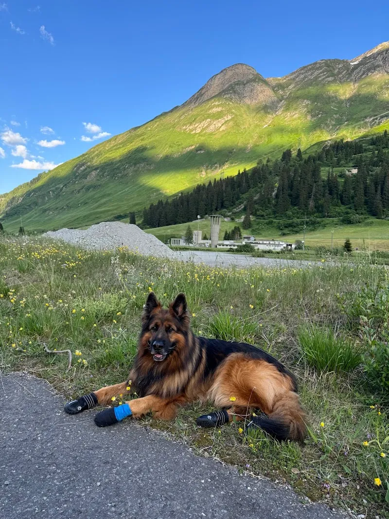 Tierarztpraxis Viamala AG - Notfalldienst 7/24 — Tierarzt, Thusis, Graubünden. Foto 3