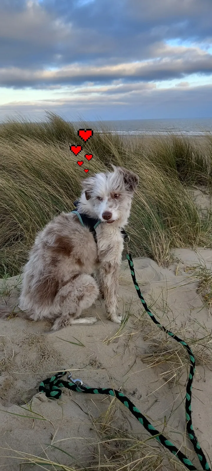 Cabinet vétérinaire Med. Vet. Aguesse Vincent — Tierarzt in Lajoux (JU), Jura. Bewertung 4.9/5.