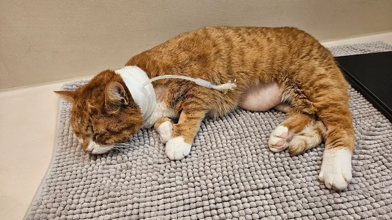 Clinique Vétérinaire Delémont — Vétérinaire, Delémont, Jura. Foto 3