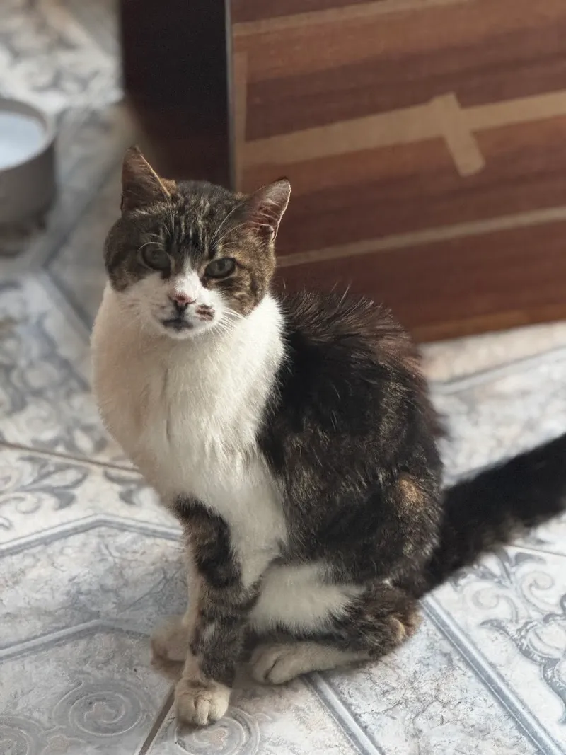 Clinique Vétérinaire La Condemène Sàrl — Tierarzt in Porrentruy, Jura. Bewertung 4.8/5.