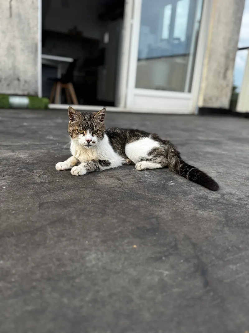 Clinique Vétérinaire La Condemène Sàrl — Tierarzt, Porrentruy, Jura. Foto 2