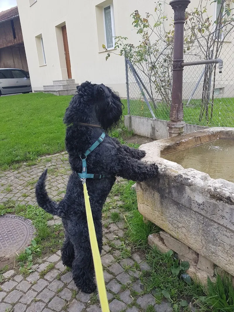 Clinique Vétérinaire La Condemène Sàrl — Tierarzt, Porrentruy, Jura. Foto 3