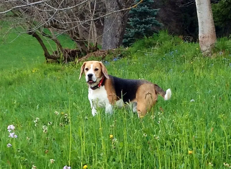 Tierferienheim Fahrhubel GmbH — Pension pour chats, Belp, Berne. Foto 3