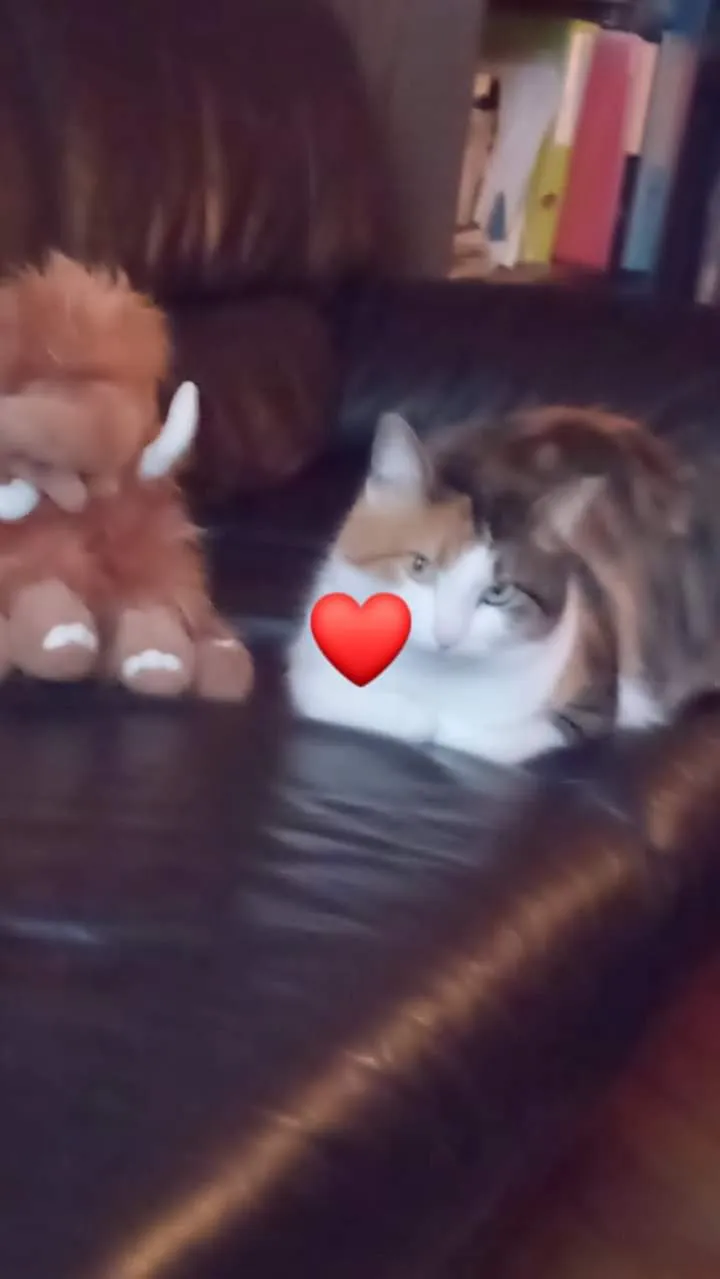 Clinique du Vieux-Château Grands Animaux Sàrl — Tierarzt in Delémont, Jura. Bewertung 4.6/5.