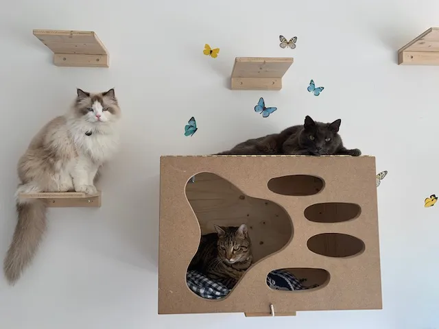 Hôtel pour chats de la Clinique VETérinaire — Tierarzt in Delémont, Jura. Bewertung 4.8/5.