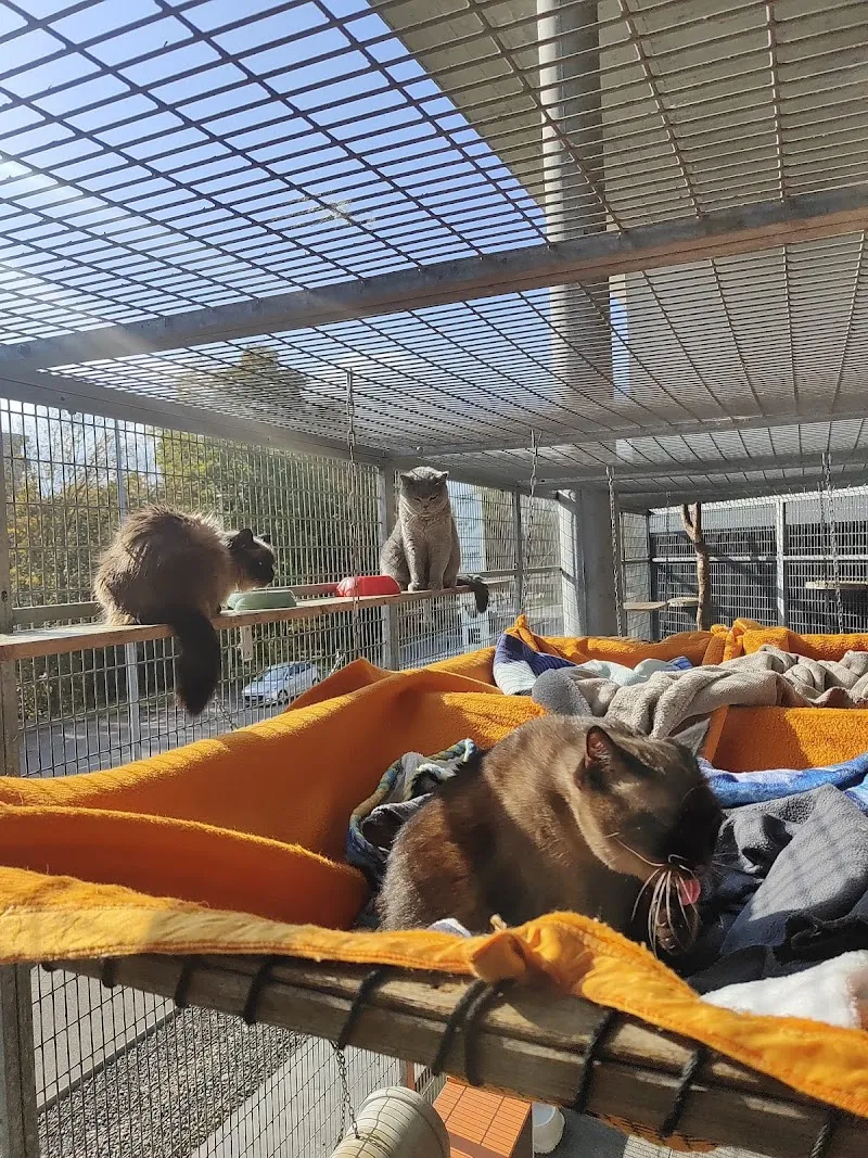 Hôtel pour chats de la Clinique VETérinaire — Tierarzt, Delémont, Jura. Foto 2