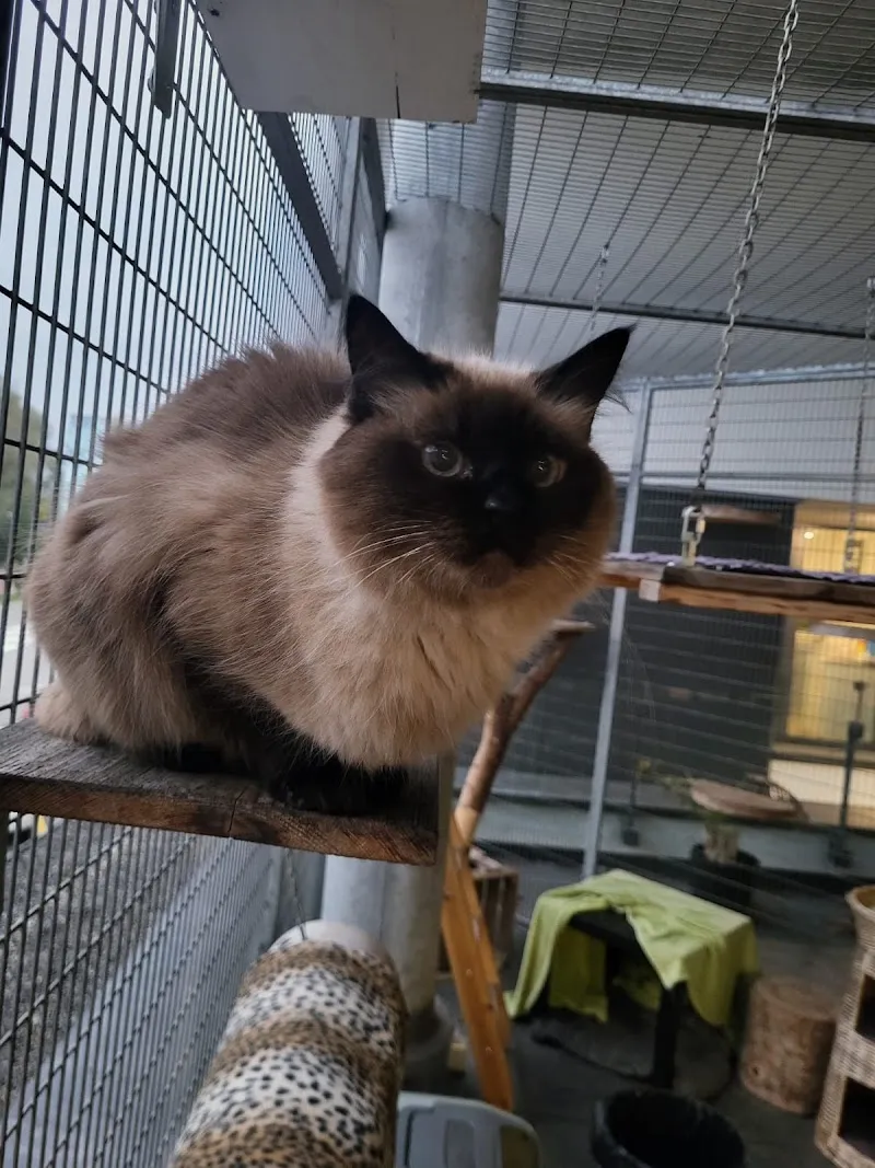 Hôtel pour chats de la Clinique VETérinaire — Tierarzt, Delémont, Jura. Foto 3