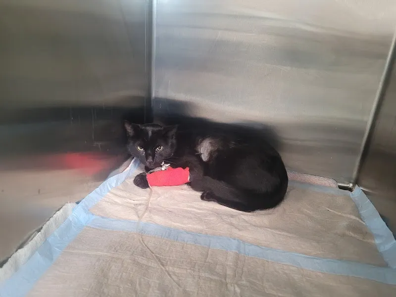 Vétérinaires Mont-Terri Sàrl — Tierarzt in Courgenay, Jura. Bewertung 4.7/5.