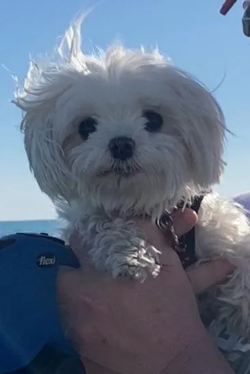 Vétérinaires Mont-Terri Sàrl — Vétérinaire, Courgenay, Jura. Foto 2