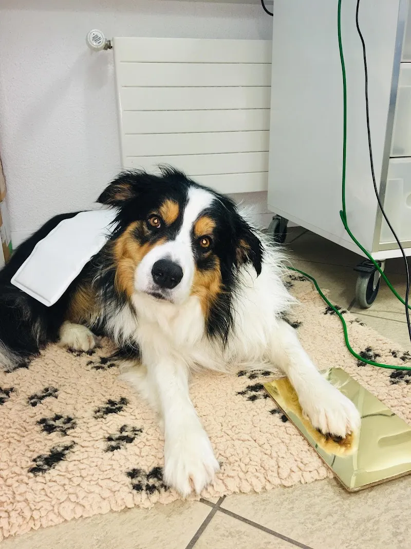 AG für Tiergesundheit — Veterinarian, Gunzwil, Lucerne. Foto 2