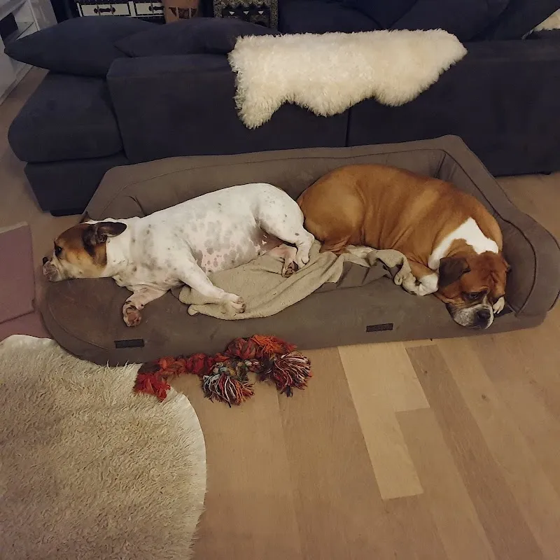 Buchertierarzt — Tierarzt in Hitzkirch, Luzern. Bewertung 4.9/5.