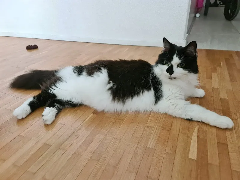 Buchertierarzt — Tierarzt, Hitzkirch, Luzern. Foto 3