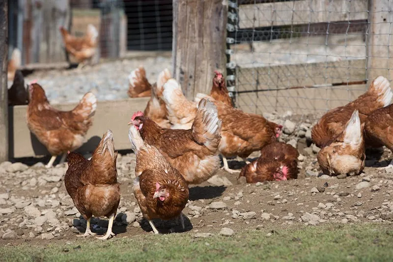 Gallivet AG — Tierarzt, Schötz, Luzern. Foto 2