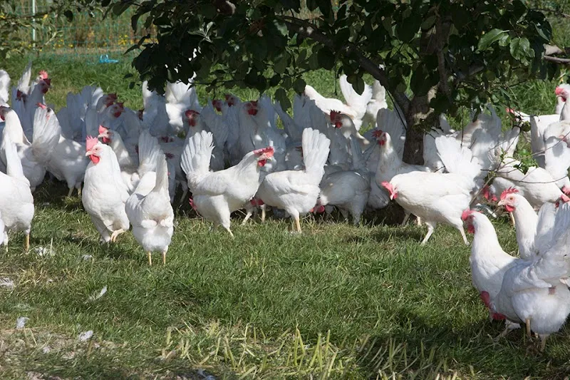 Gallivet AG — Tierarzt, Schötz, Luzern. Foto 3