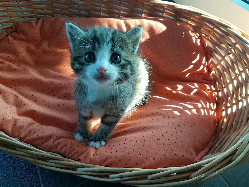 Gross- und Kleintierpraxis Malters AG — Tierarzt in Malters, Luzern. Bewertung 4.9/5.