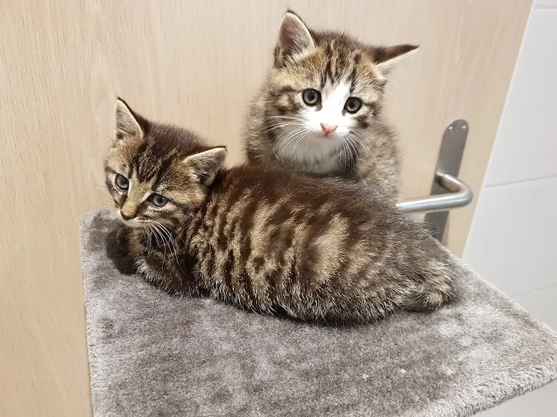 Gross- und Kleintierpraxis Malters AG — Veterinarian, Malters, Lucerne. Foto 2