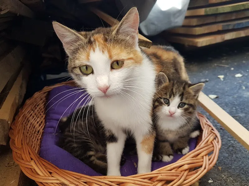 Gross- und Kleintierpraxis Malters AG — Veterinarian, Malters, Lucerne. Foto 3