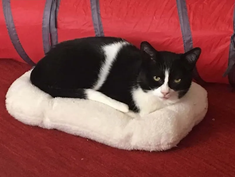 Ihr Kleintierarzt Arthur Kneubühler, St. Karlihof, 6003 Luzern — Tierarzt in Luzern, Luzern. Bewertung 4.6/5.