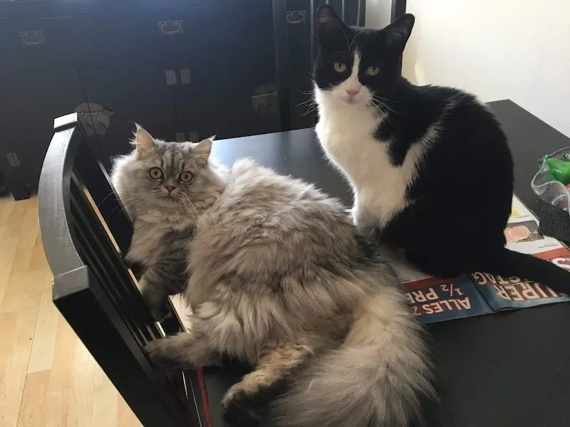 Ihr Kleintierarzt Arthur Kneubühler, St. Karlihof, 6003 Luzern — Vétérinaire, Luzern, Lucerne. Foto 2